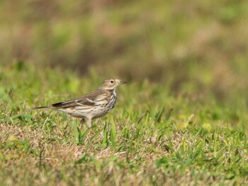 Water Pipit 荒川生物生態園(東京都板橋区) Sun, 11/14/2021