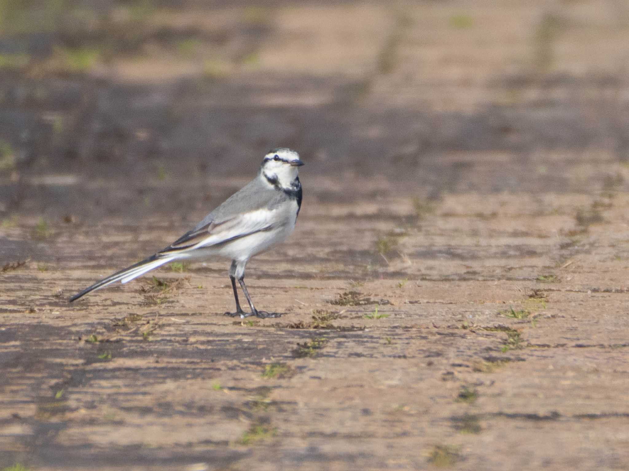 White Wagtail