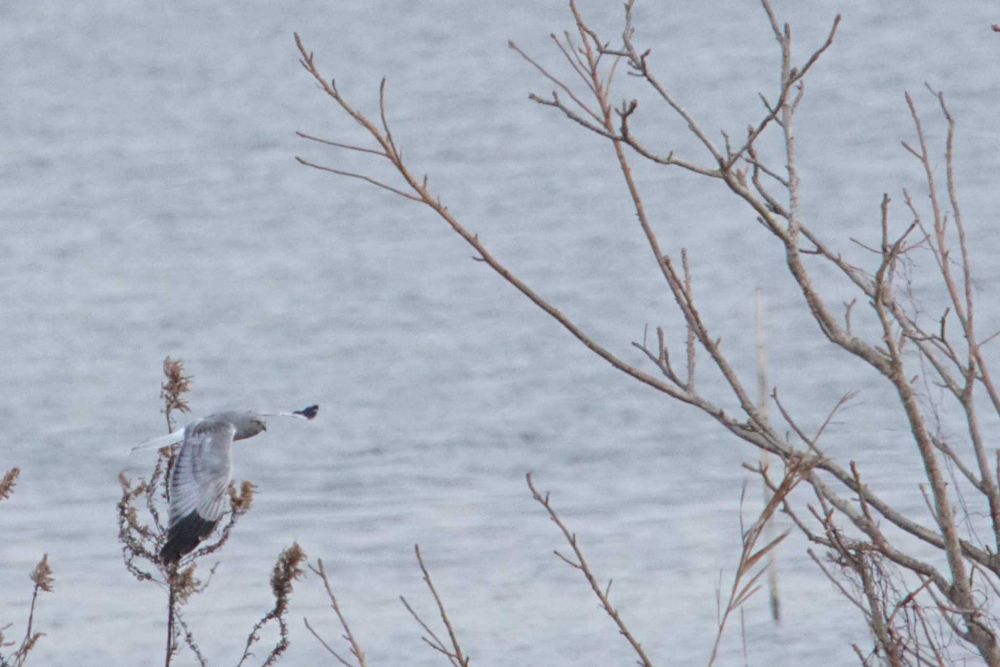 Hen Harrier