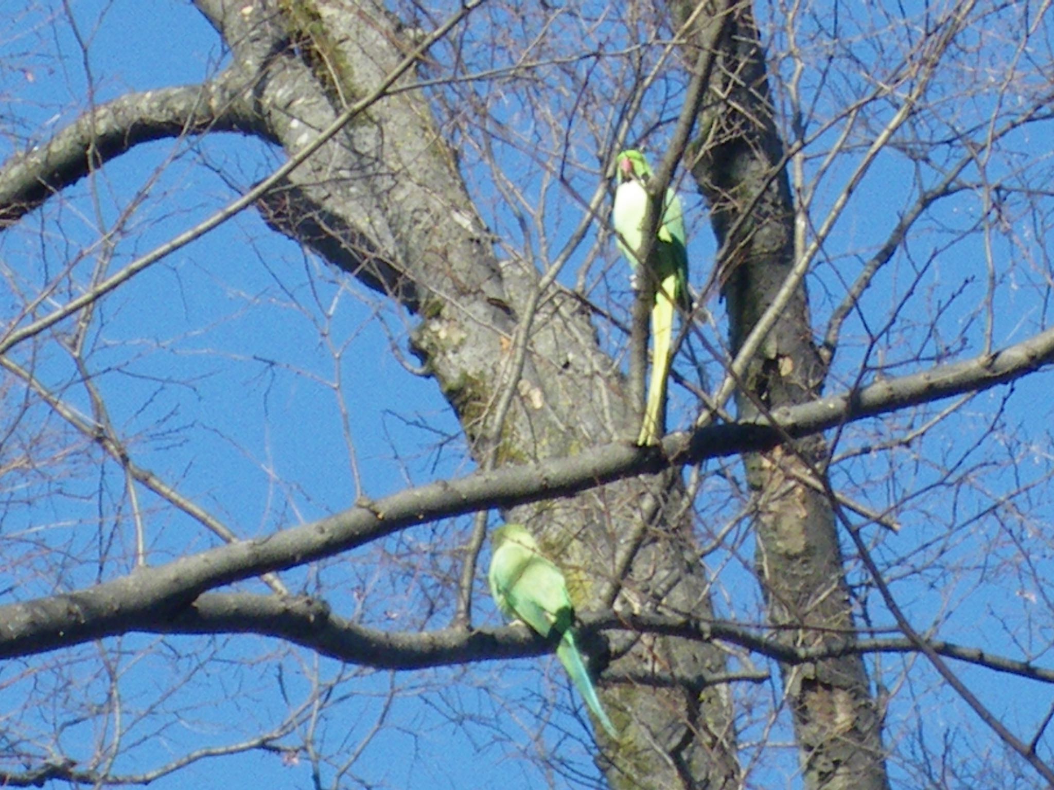 雑司ヶ谷霊園(東京都豊島区) ワカケホンセイインコの写真 by アカウント6802