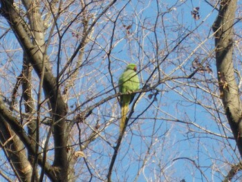 ワカケホンセイインコ 雑司ヶ谷霊園 2022年1月4日(火)