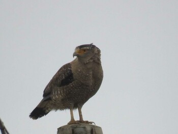 2022年1月5日(水) 竹富町の野鳥観察記録