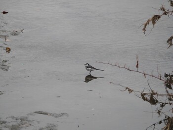 White Wagtail 沼津市東間門 Thu, 1/6/2022