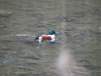 Northern Shoveler 沼津市東間門 Thu, 1/6/2022