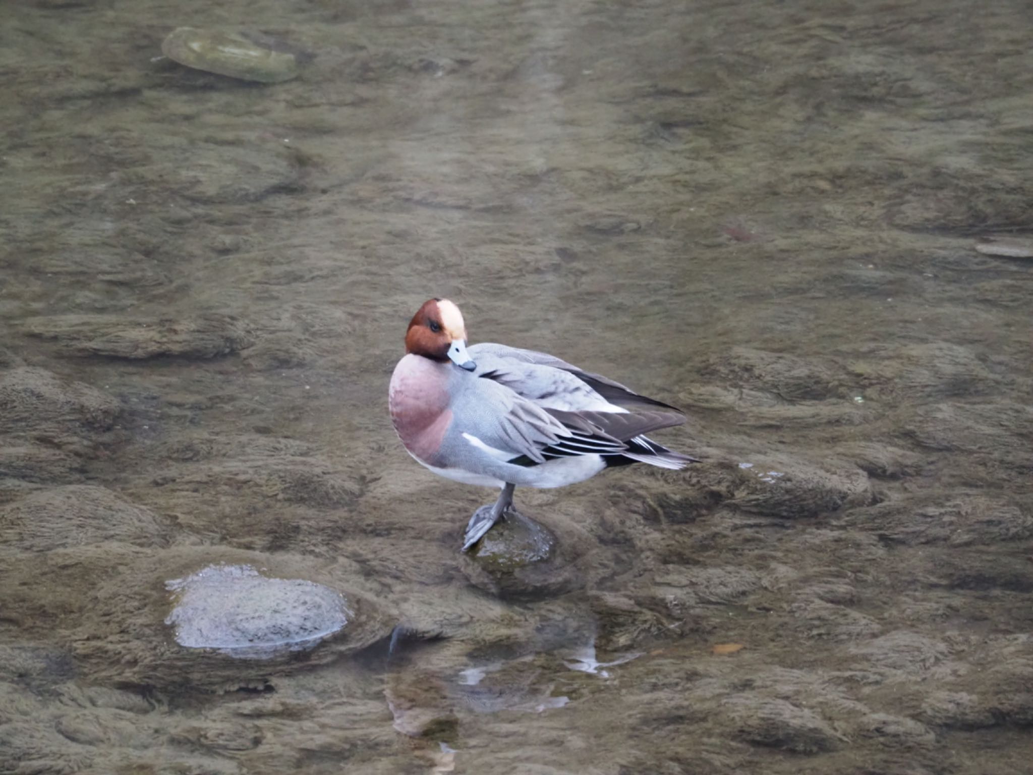 Photo of Eurasian Wigeon at 沼津市東間門 by km