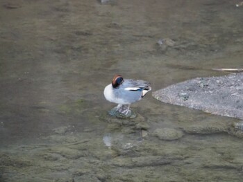 Eurasian Teal 沼津市東間門 Thu, 1/6/2022