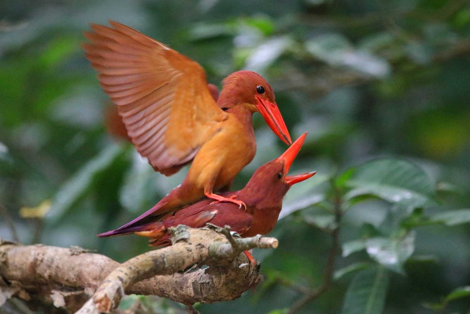 Ruddy Kingfisher(bangsi)