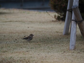 Hawfinch 沼津市東間門 Thu, 1/6/2022