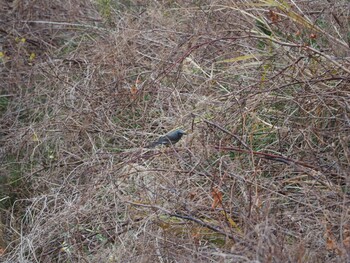 Brown-eared Bulbul 沼津市東間門 Thu, 1/6/2022