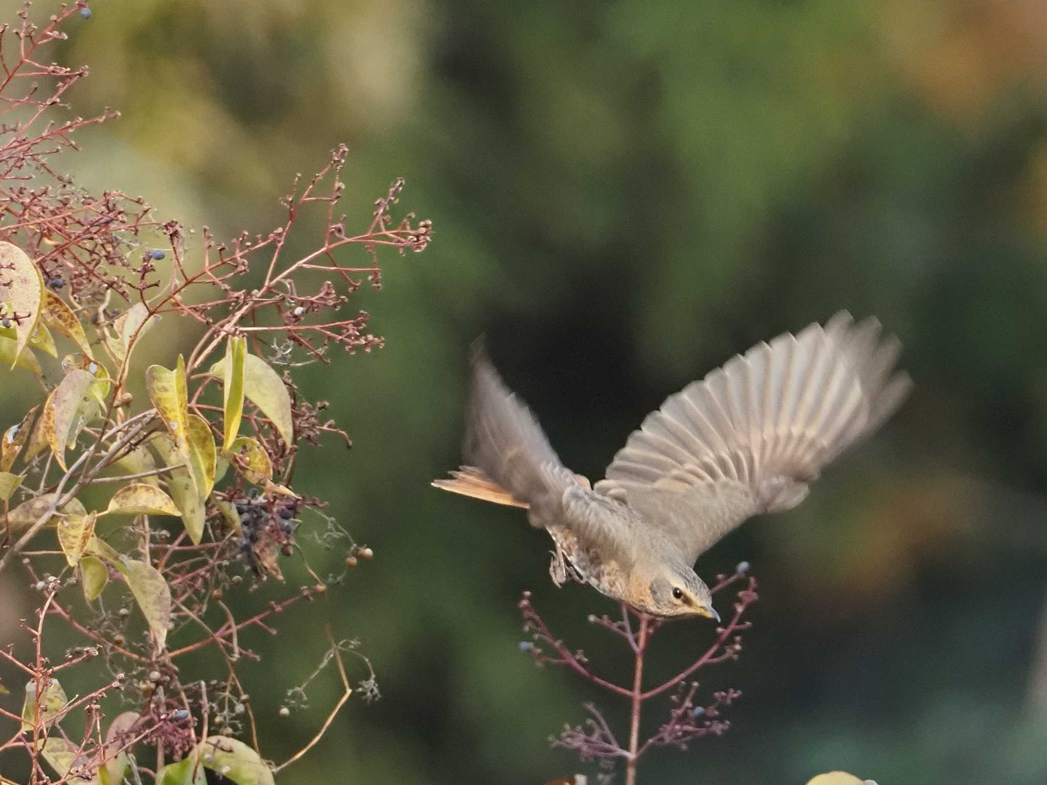 大泉緑地 ハチジョウツグミの写真 by たこ