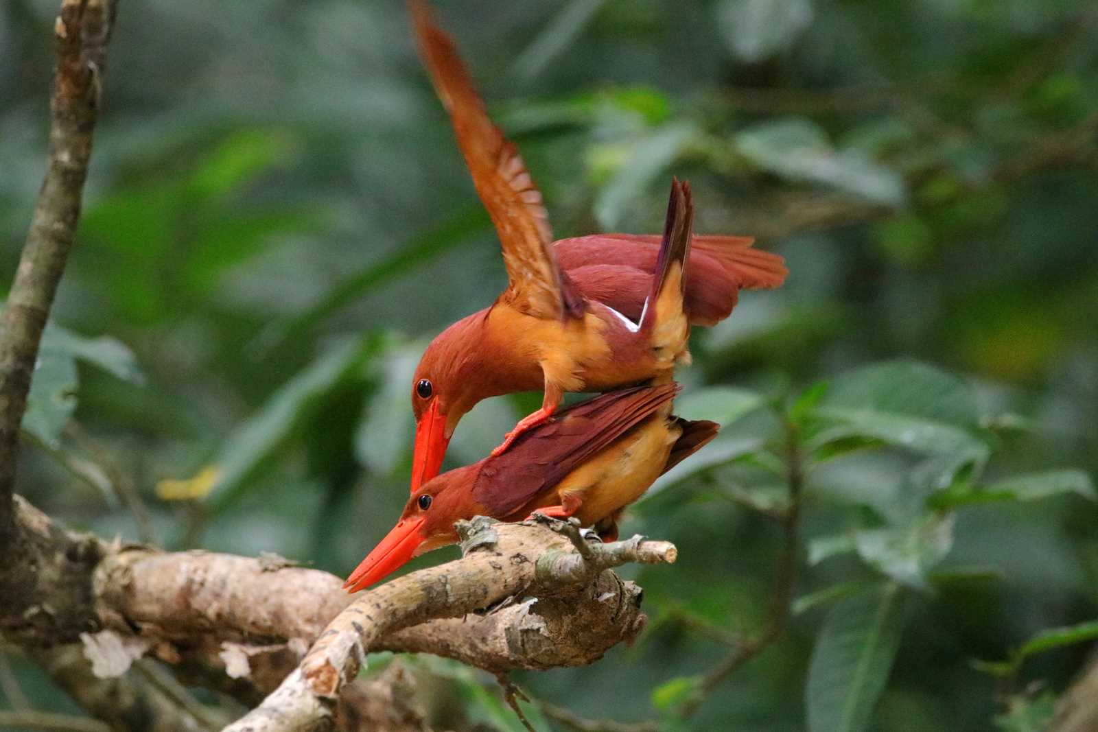 リュウキュウアカショウビン