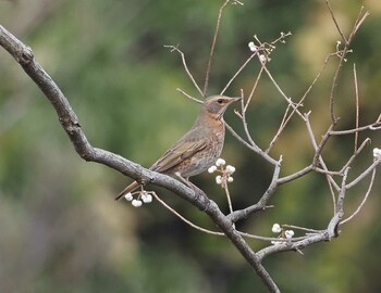 ハチジョウツグミ 大泉緑地 2022年1月4日(火)