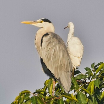 Tue, 12/28/2021 Birding report at Nam Kham Nature Reserve