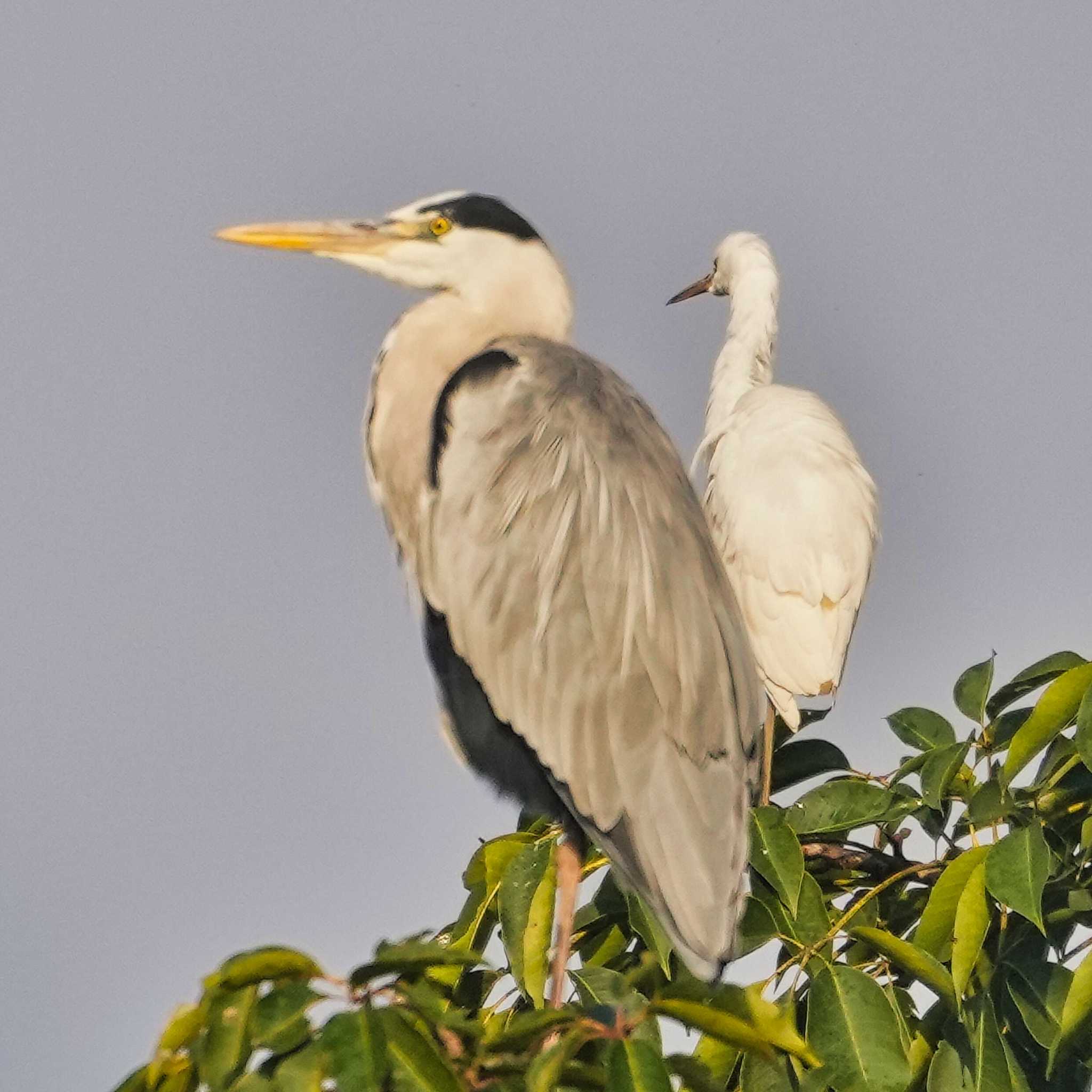 Nam Kham Nature Reserve アオサギの写真 by span265