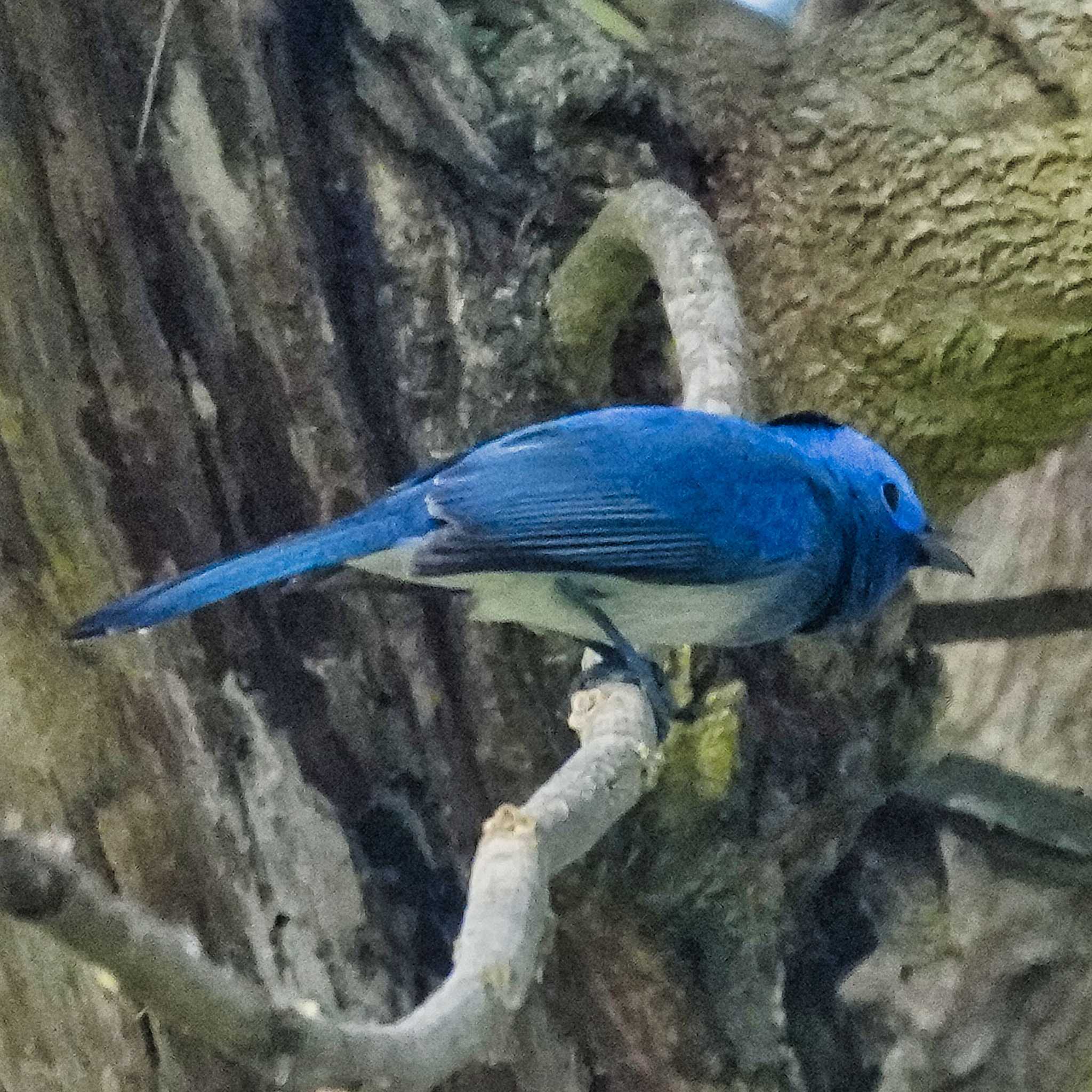 Nam Kham Nature Reserve クロエリヒタキの写真 by span265