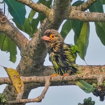 シロボシオオゴシキドリ Nam Kham Nature Reserve 2021年12月28日(火)