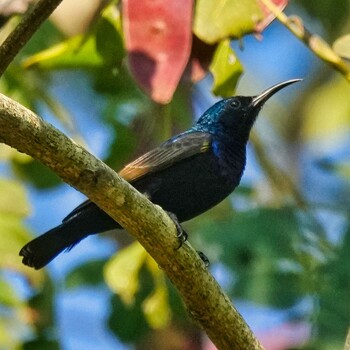 ムラサキタイヨウチョウ Nam Kham Nature Reserve 2021年12月28日(火)