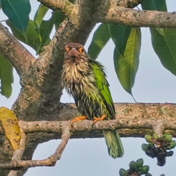 シロボシオオゴシキドリ Nam Kham Nature Reserve 2021年12月28日(火)