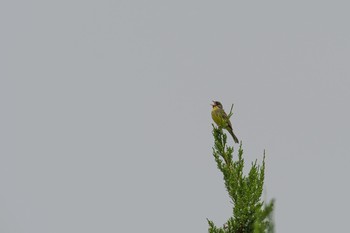 Masked Bunting 朝霧高原 Wed, 7/5/2017