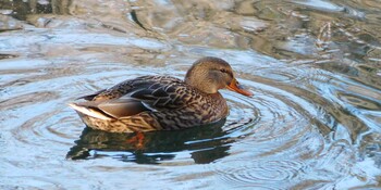 Mallard Shinjuku Gyoen National Garden Tue, 1/4/2022