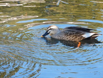 カルガモ 小田原城址公園(小田原城) 2022年1月4日(火)