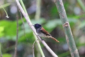 リュウキュウサンコウチョウ 沖縄県宮古島市 2017年6月12日(月)