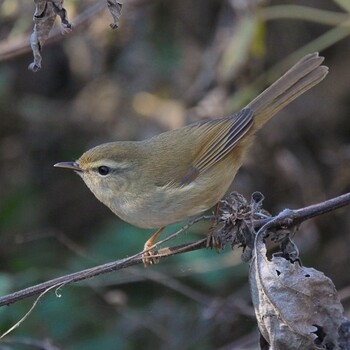 Japanese Bush Warbler Unknown Spots Thu, 12/23/2021