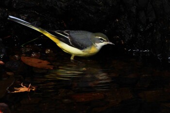 Grey Wagtail Unknown Spots Sat, 12/11/2021