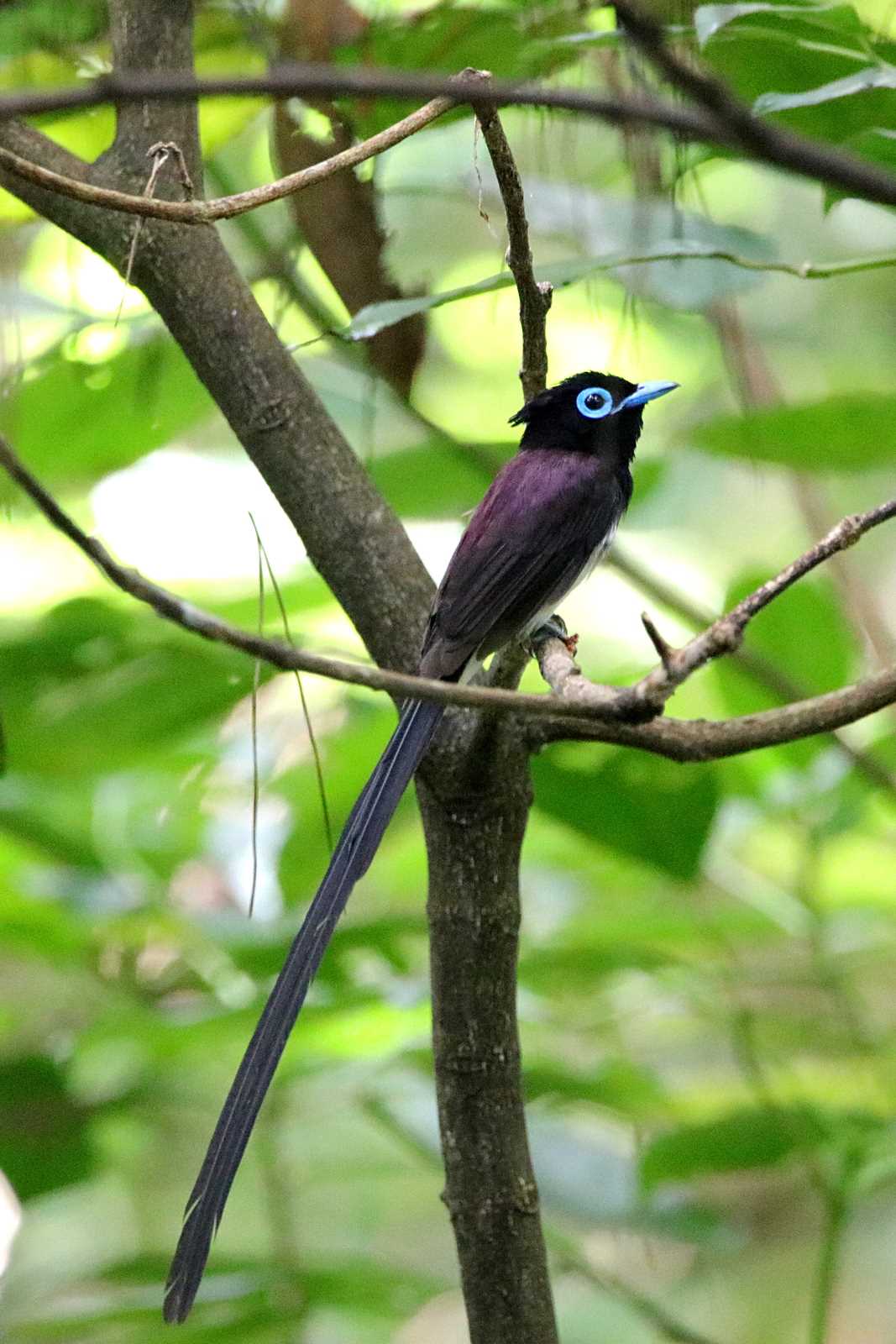 Black Paradise Flycatcher(illex)