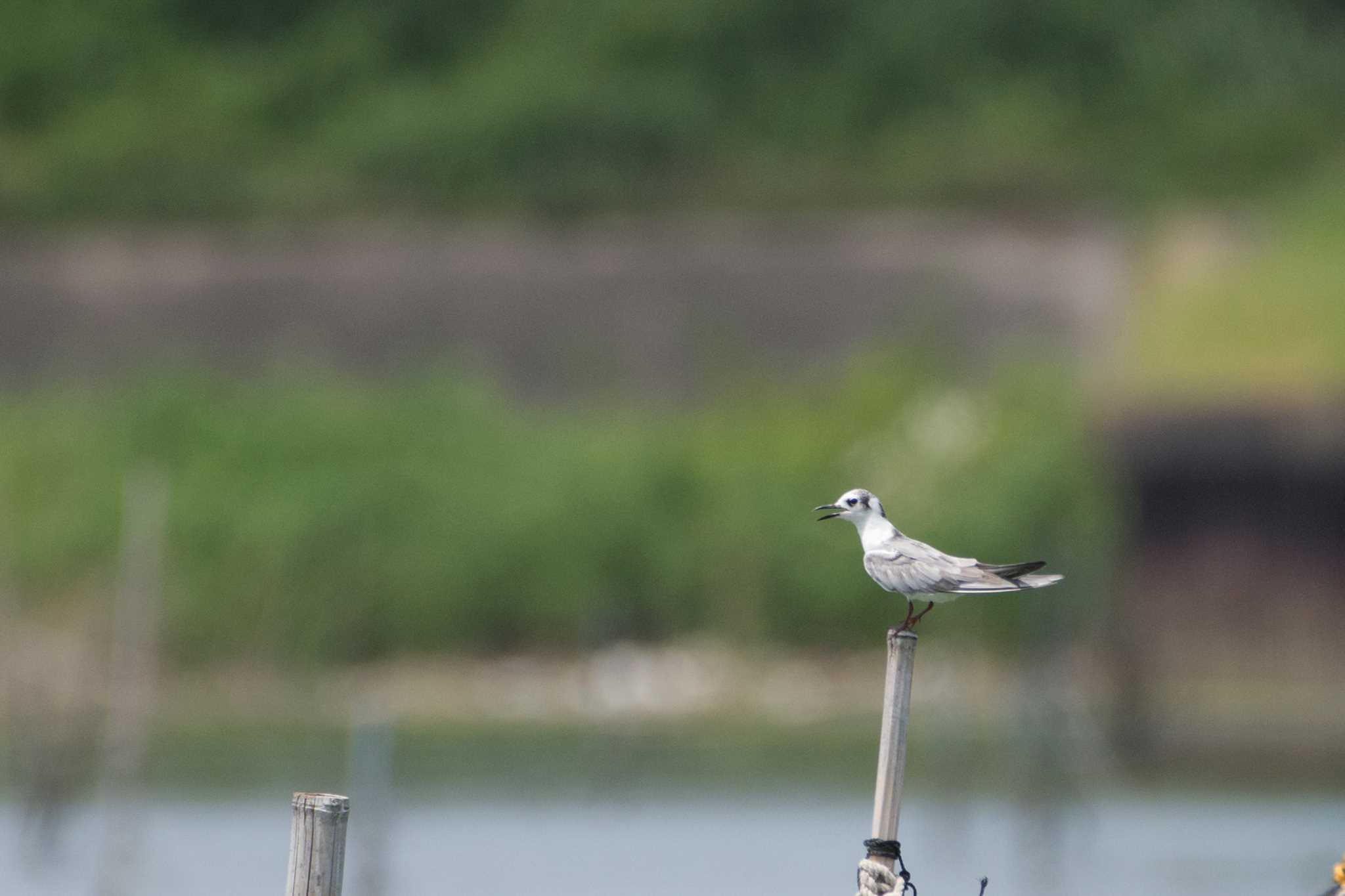 愛知県 ハジロクロハラアジサシの写真 by 倶利伽羅