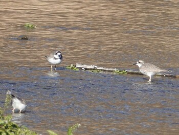 Long-billed Plover 北浅川 Wed, 1/5/2022