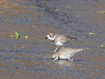 Long-billed Plover 北浅川 Wed, 1/5/2022