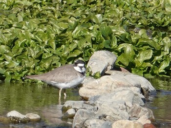 Long-billed Plover 北浅川 Wed, 1/5/2022