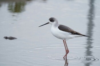 Black-winged Stilt 霞ヶ浦 Thu, 1/6/2022