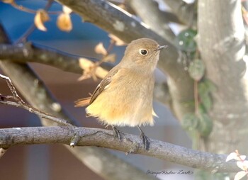 ジョウビタキ 守谷 2022年1月5日(水)