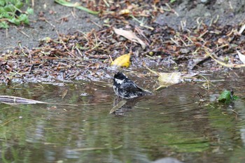 Coal Tit Hegura Island Sun, 5/1/2016