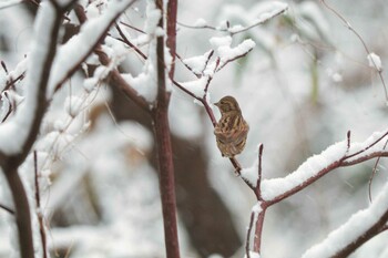 2022年1月6日(木) 三ツ池公園(横浜市鶴見区)の野鳥観察記録