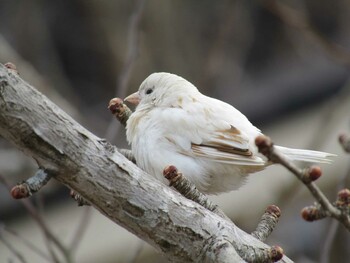 スズメ 京都市動物園 2022年1月6日(木)