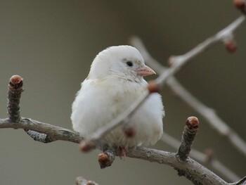 Eurasian Tree Sparrow 京都市動物園 Thu, 1/6/2022