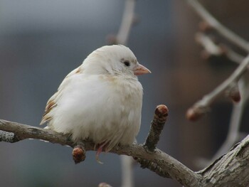 スズメ 京都市動物園 2022年1月6日(木)