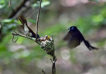 Black Paradise Flycatcher Unknown Spots Sun, 7/2/2017