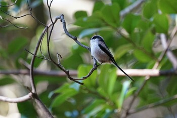 Long-tailed Tit 宍道ふるさと森林公園 Thu, 1/6/2022