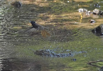 Black Paradise Flycatcher Unknown Spots Fri, 7/7/2017