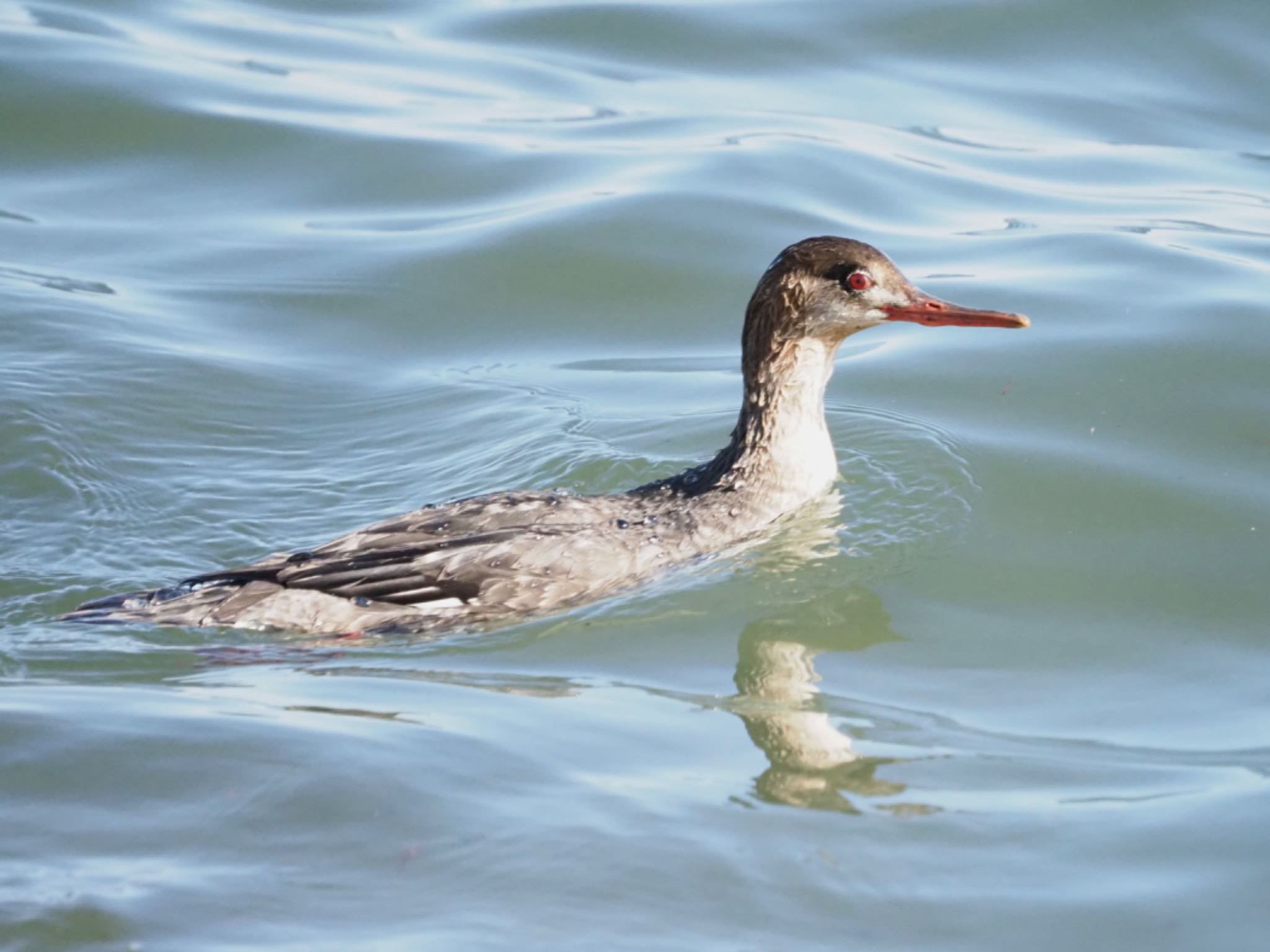 Photo of Red-breasted Merganser at 平磯海岸 by shu118