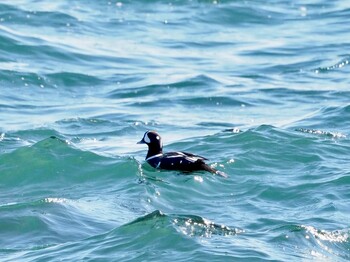 Harlequin Duck 平磯海岸 Mon, 1/3/2022