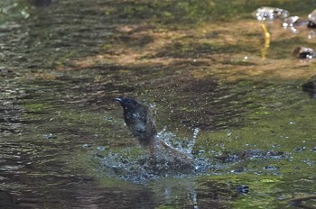 Black Paradise Flycatcher Unknown Spots Fri, 7/7/2017