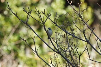 2022年1月6日(木) 宍道ふるさと森林公園の野鳥観察記録