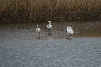 Eurasian Spoonbill 斐伊川河口 Thu, 1/6/2022