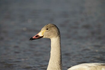 Tundra Swan 潟ノ内(島根県松江市) Thu, 1/6/2022