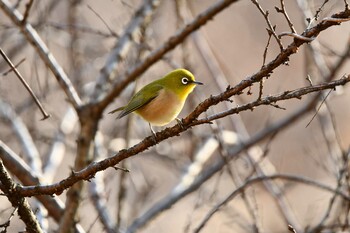 2021年12月30日(木) 北本自然観察公園の野鳥観察記録